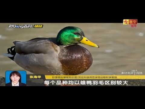 Xing Kong Intl - Star China SMG - AsiaSat 7