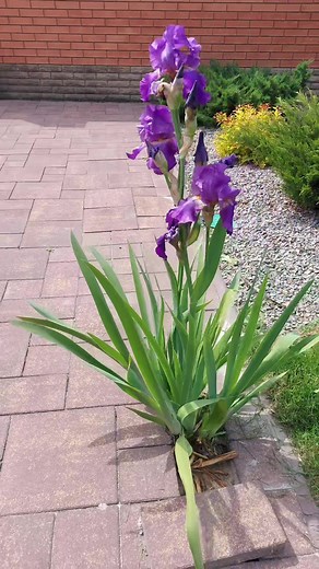 #ландшафтний_дизайн #квіти #лайвхак