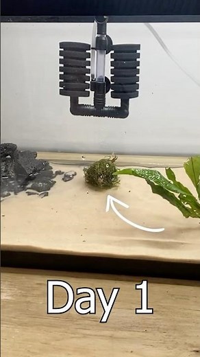 100 Days Of Java Moss Growth #aquascape #shrimptank #javamoss #moss #nature #plants