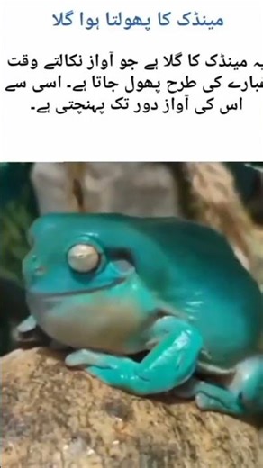 Frog’s Inflating Throat Explained | Vocal Sac Close-Up#frog sound