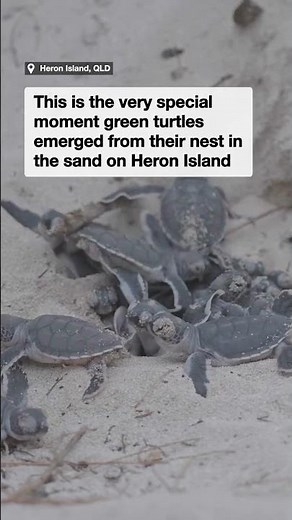 Magical sea turtle ‘eruption’ captured on Queensland beach