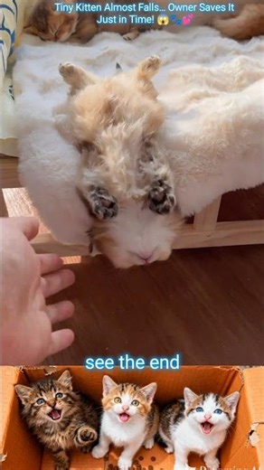Tiny Kitten Almost Falls… Owner Saves It Just in Time! 😱🐾💕 #shorts #cat #kitten