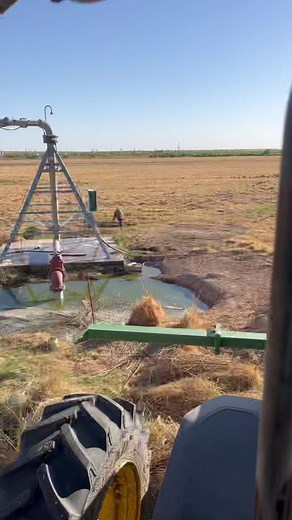 Adorable Piglet Exploring Its Farm Environment