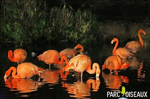 2 SOIRES NOCTURNES IMMANQUABLES POUR FÊTER HALLOWEEN AU CŒUR DU PARC DES OISEAUX ! D'ici là, nous vous offrons un retour en images sur les nocturnes de l'an dernier | Parc des Oiseaux