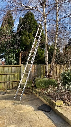 Crown reduction silver birch tree this morning | Karl Fischer Garden Grounds & Tree Maintenance Limited