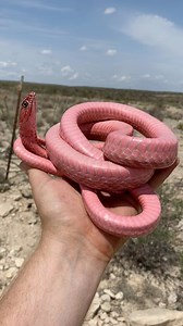 585K views · 14K reactions | Enjoy this compilation of finds from a...