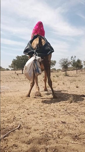 Camel Ride Full of Fun Moments. #AdventureRide #DesertLife #TravelMoments #FunRide #NatureLife