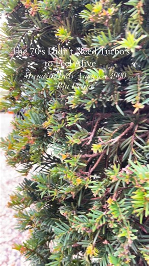 𝗘𝘅𝗽𝗲𝗰𝘁𝗲𝗱ⵑ 𝗠𝗮𝘀𝗲𝗿𝗮𝘁𝗶 𝗜𝗻𝗱𝘆 𝗔𝗺𝗲𝗿𝗶𝗰𝗮 𝟰𝟵𝟬𝟬 “𝗕𝗹𝘂 𝗜𝘀𝗰𝗵𝗶𝗮” - Accompanied by the “Internal Factory Order” with all certificates Maserati Classiche - Restored by a reputable specialist in the Netherlands - Factory-version with power steering - “Blu Ischia with Rosso Senape leather” - Stability and vigorous - One of 39 US-market cars equipped with five-speed ZF gearbox - “Quintessential Grand Tourer combining room for four adults” Read the full story here: https://www