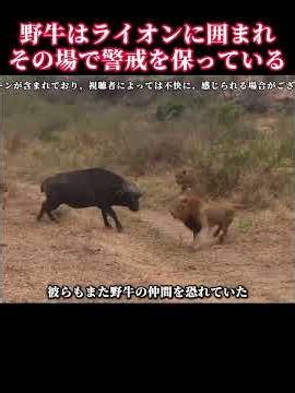 野牛がライオンに囲まれ、絶えず反撃する #不思議な動物が抖音で #ライオン #野牛 #動物を愛護しよう #動物の世界 #ドキュメンタリー