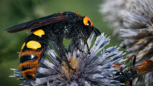 A giant wasp up close collecting nectar out of flowers