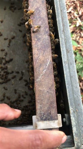 Worker Bee vs Queen! 🐝 Rare Hive Behavior