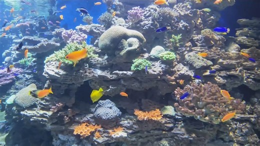 1.2K views · 31 reactions | The Birch Aquarium in La Jolla unveiled a new coral exhibit to visitors, showcasing 38 different habitats and 35 coral species globally. | CBS 8 San Diego | Facebook