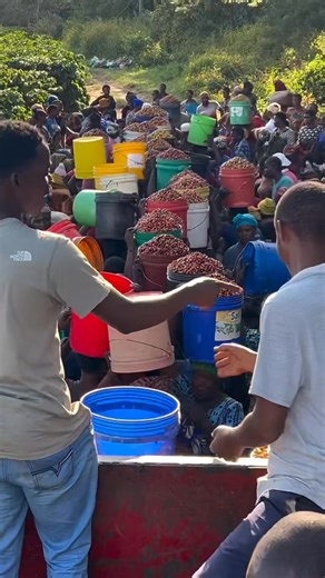 173K views · 940 reactions | Coffee Harvest Season in Tanzania ...