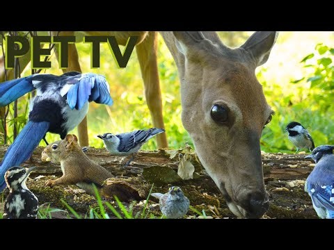 Dog TV for Dogs to Watch • Wildlife Up-Close 🦌 Relaxing Nature Video With Deer, Squirrels & Birds