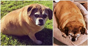 Obese Dog Rescued From Shelter Works Her Tail Off & Sheds Half Her Weight
