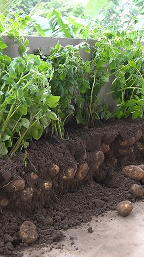 628K views · 5.6K reactions | How I Grow Potatoes in a Recycled Wood Planter I built a simple potato planter using leftover scrap wood—and it worked perfectly. It saved space, cost almost nothing, and grew a surprisingly big harvest. Such a smart, eco-friendly setup for any home gardener. #gardeningtips #growyourown #potatoes #diyprojects #gardenhacks #homegarden #backyardgarden | H&H Gardening Tips | Facebook