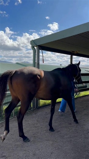 4.7K views · 36 reactions |  Emergency planning for your horse  It...