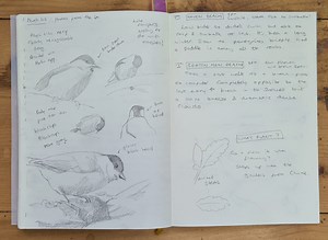 Nature Journaling - Alex Boon Art