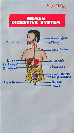 Human Digestive System Diagram | Easy & Simple Biology | #biology #shorts