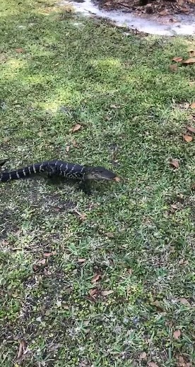 NEW GATOR EATS LEAF. *NOT CLICKBAIT* *EMOTIONAL* #fyp #floridagators