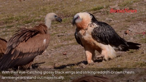 The bearded vulture: gruesome diet, stunning looks, and sky-high skills