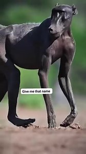 1.3K views · 18 reactions | Alpha male #monkey #lifestyleblogger #wildlife #animals | Rashid Abdallah Hassan | Facebook