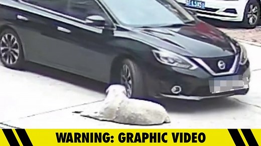 Dog Survives Being Run Over by Car