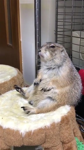 whys he so mad #prairiedog #cutepets #rodent #fyp chairman.110 on ig | Prairie Dog