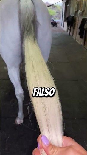 What nobody told you about horses' tails! #animals