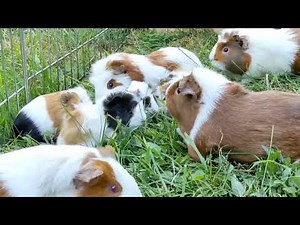 Meerschweinchen Babys kurz nach der Geburt und die ganze raselbande 15 Jungtiere von 6 Mütter