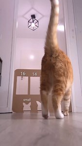 51K views · 7K reactions | #chat #cat | Sydney Chaton | Facebook