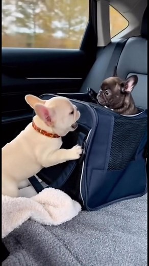 Get out my place | Nurfthefrench Official