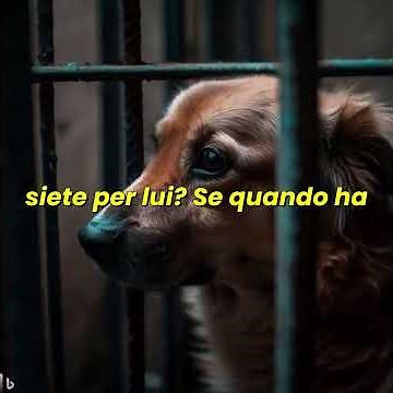 Cristian Siani, Dog Trainer: The kennel is not educational.