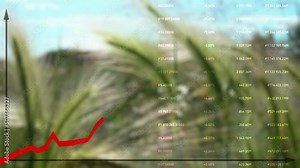 Chart of wheat price growth. In the background are ears of millet or barley. Food crisis. Cereals