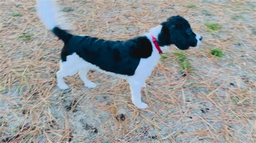 3K views · 46 reactions | Double J Dog Ranch on Reels | Facebook