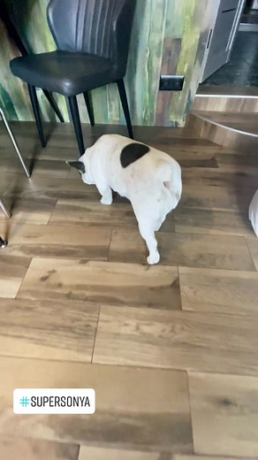 #supersonya #суперсобака #dog #funy #funy #соня #собака