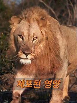이동하는 영양을 사냥하는 사자 무리.#동물 #animals