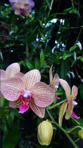 Rain makes the Moon orchid flowers glow even more