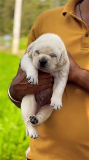 call 8810623046 today Labrador Retriever puppy healthy & active vaccinated #pets#lab#dog#viral#pup