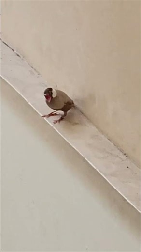 I tried to leave him on the stairs 🕊️