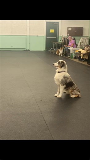 At the Kalamazoo kennel club. #practice #fun | Rachel Nicole