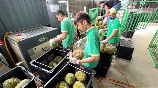 Malaysia feeding China's increasing demand for durians - The Global Herald