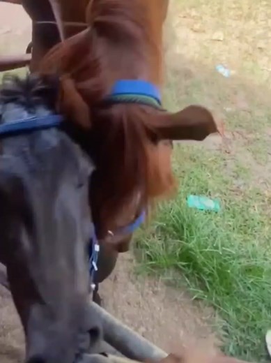 Gaining Trust of a Majestic Stallion: Quiet Equine Bond