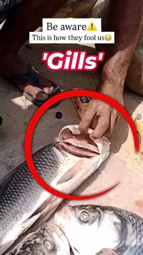 Fake Red Gills🤷‍♀️