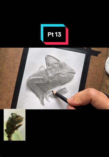 Chameleon Sketch Pt 13 - Realistic Pencil Drawing