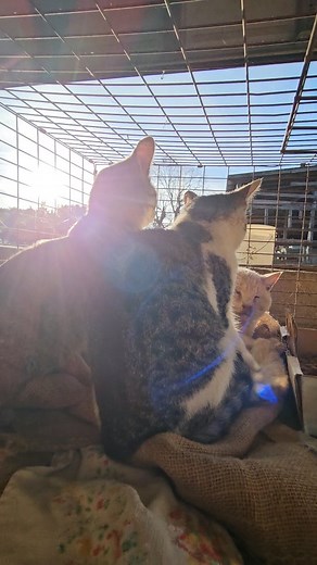 🐾 Farm Cats & Kittens Needing Homes 🐾 We have several farm cats who need loving homes. They’re about six months old, and while we’ve enjoyed having them around, we can’t keep them with our baby turkeys and small animals. They are all outdoor cats/barncats. Meet them: all female ✨ Snoopy – gray, very sweet ✨ Checkers – gray and white, playful ✨ Silo – orange/gray/white (not caught yet, but can be picked up once she is) ✨️Silvester-all black( not caught yet, but can be picked up once he is) ✨ Ch