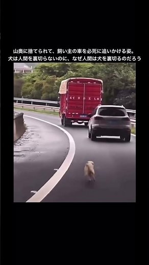飼い主に捨てられてもなお、飼い主の車を追いかける小さな犬 #shorts #animals #dog #捨て犬 #保護犬