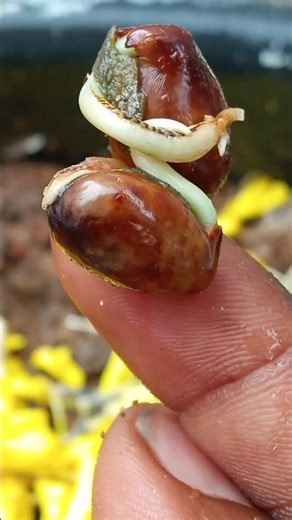 e varsha kalam lo mi andharaki ||okka manchi secret cheptha chala||manchi realif #fruit #seeds #eat