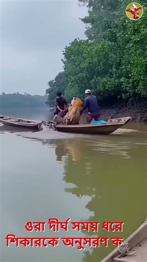 😱😱 বাঘের শিকার করার ৯০% সময় স্টকিং 😱😱 Tiger Power #StalkingTiger #bigcat #বাঘ #tiger #shorts