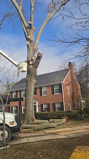 17 reactions | Still working on that massive root failing oak from the other day!!! It's an enormous tree, with buried water and gas lines that require extra caution. So everything has to be carefully rigged out to avoid any damage or accidents. If you're in need of professional tree services, don't hesitate to reach out to Central Ky Tree Service for any tree service needs, from tree removal to pruning and maintenance. Central Ky Tree Service | Kasey Starke | Facebook